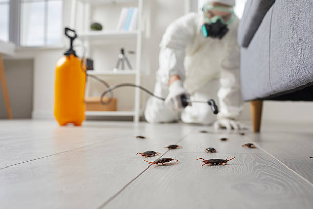 Post-Treatment Bed Bug Interceptor Monitoring in Osage Beach